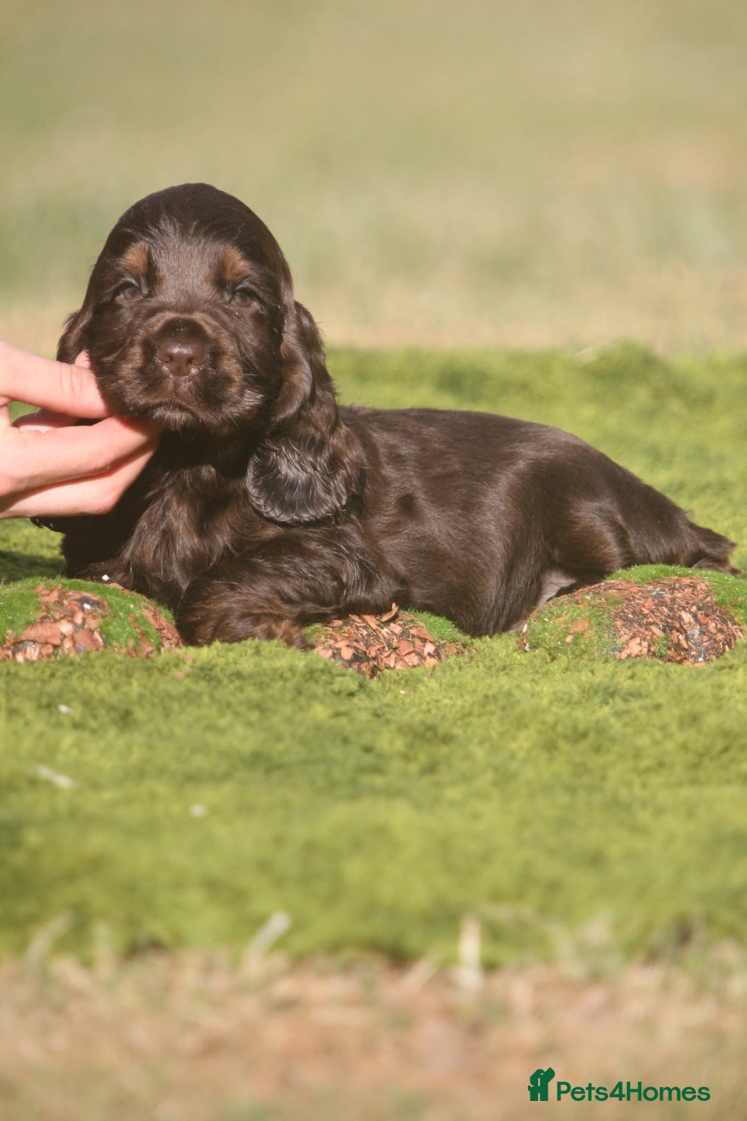 Cocker Spaniel dogs for sale: Show type cocker spaniel pups by Rosie - Image 12