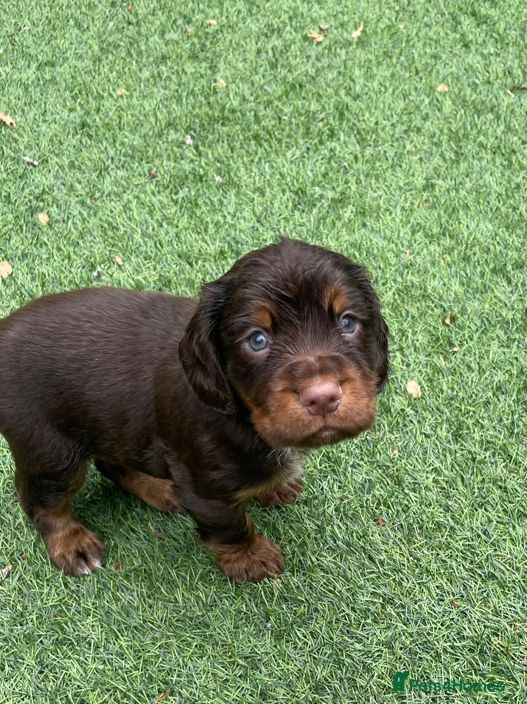 Cocker Spaniel dogs for sale: Beautiful working cocker spaniel puppies - Advert 1