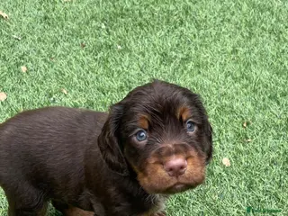 Cocker Spaniel dogs Beautiful working cocker spaniel puppies - Advert 3