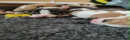 Welsh Corgi Pembroke dogs for sale: Welsh Corgi (Pembroke) - Advert 22