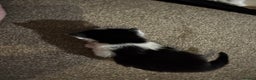 British Longhair cats for sale: Black and white long hair kittens for sale - Advert 12