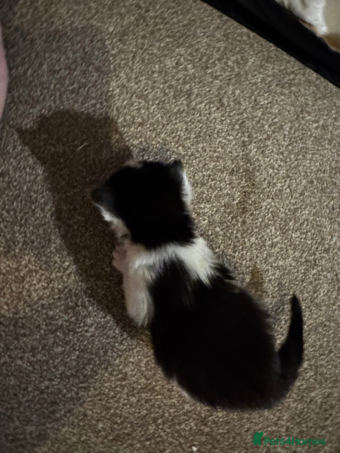 British Longhair cats for sale: Black and white long hair kittens for sale - Advert 12