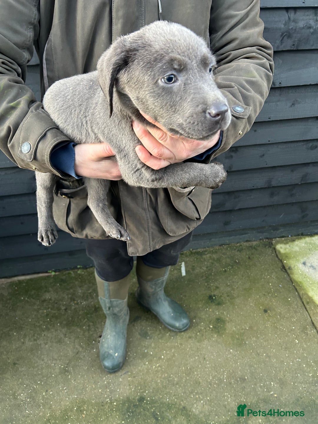 Labrador Retriever dogs for sale: Labrador puppies  - Advert 4