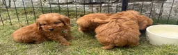 Cavapoo dogs for sale: Cavapoo Pups Bred From Health Tested Parents - Advert 3