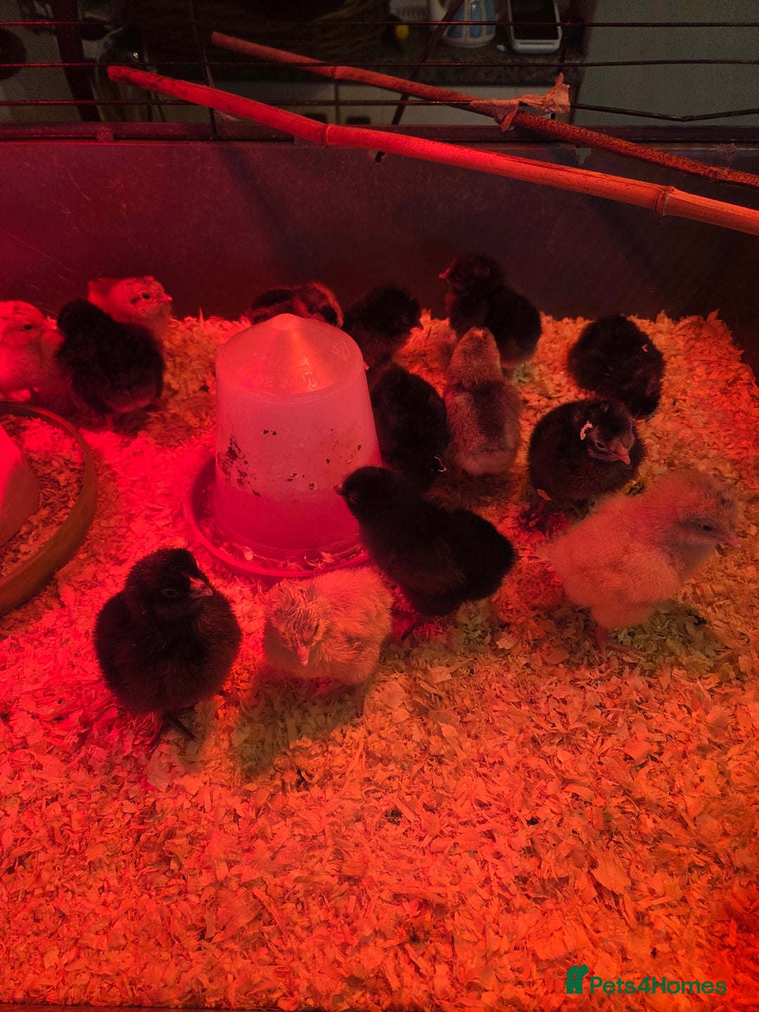 Chickens poultry for sale: Day old Chicks for sale - Image 1