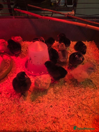 Chickens poultry - Advert 8