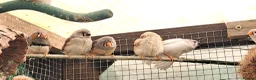Finches birds for sale: Zebra finch - breeding adult and babies - Advert 5
