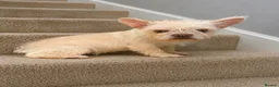 French Bulldog dogs for sale: French bulldog girls. Platinum.  in Devizes - Advert 6