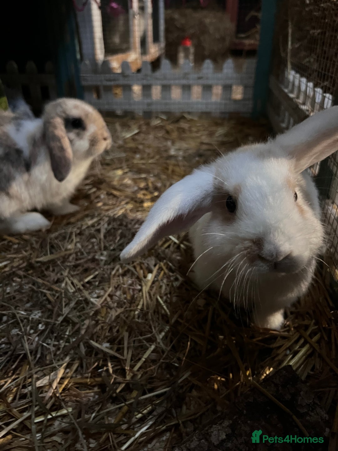 Mini Lop rabbits for sale: 2 male bunnies  - Advert 4