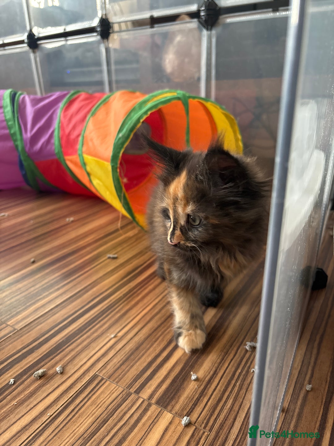 Maine Coon cats for sale: Beautiful Maine Coon Kittens - Advert 8