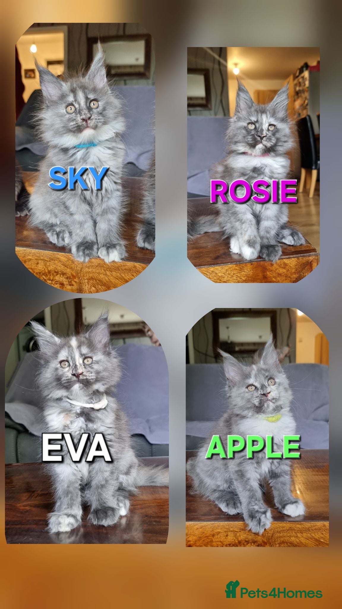Maine Coon cats Amazing XXL ACTIVE TICA REGISTER READY NOW! - Advert 2