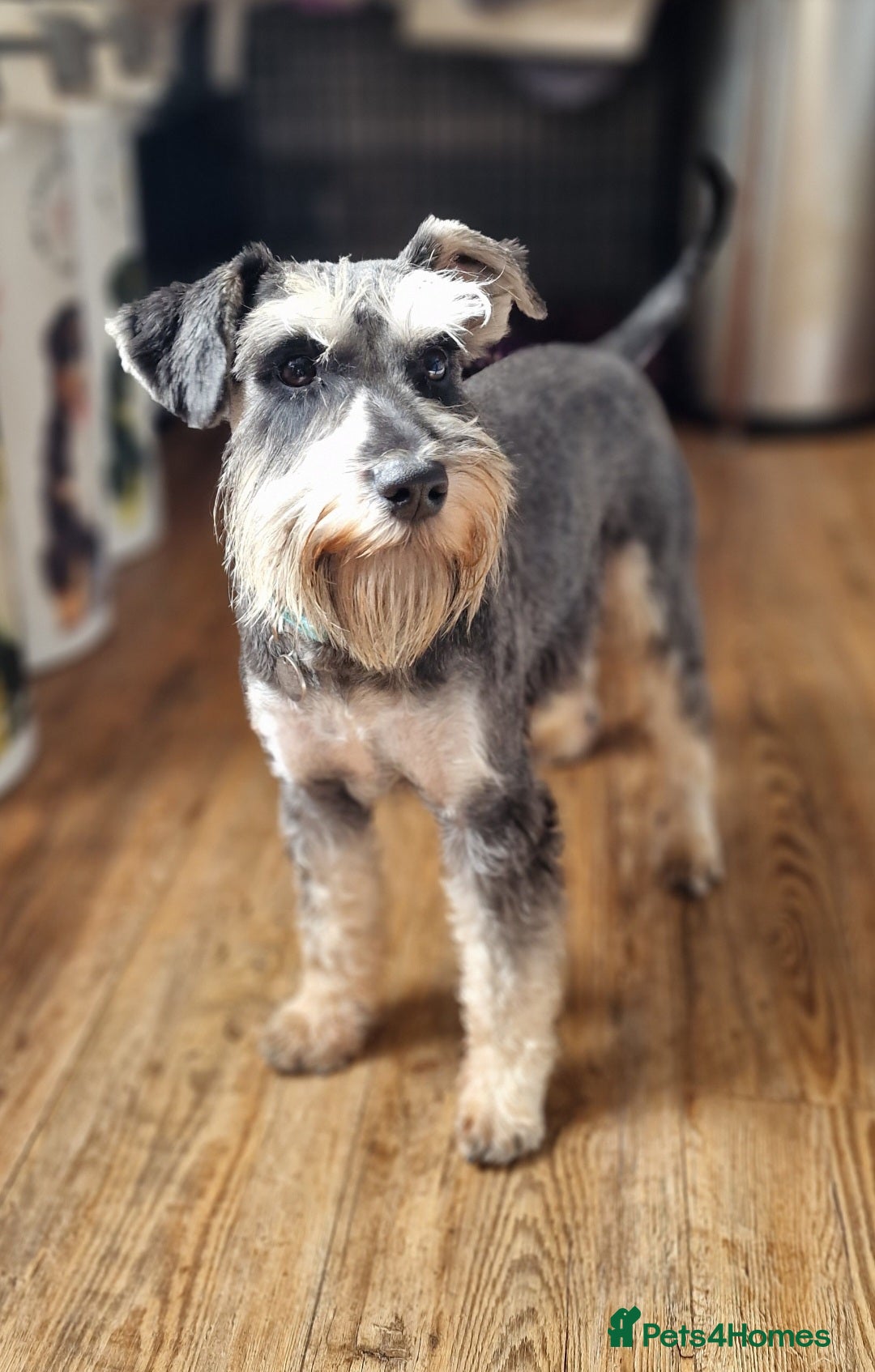 Standard Schnauzer Schnauzer Mix Puppies For Sale Standard