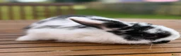 Mini Lion Lop rabbits for sale: 4 baby mini lion lop bunnies - Advert 5