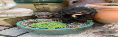 Cockapoo 2