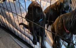 Mixed Breed dogs for sale: Beautiful Belgian Malanois x Labrador Puppies  - Image 2
