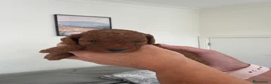Cockapoo 4