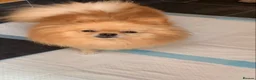 Pomeranian dogs for sale: Female pomeranian - Advert 3