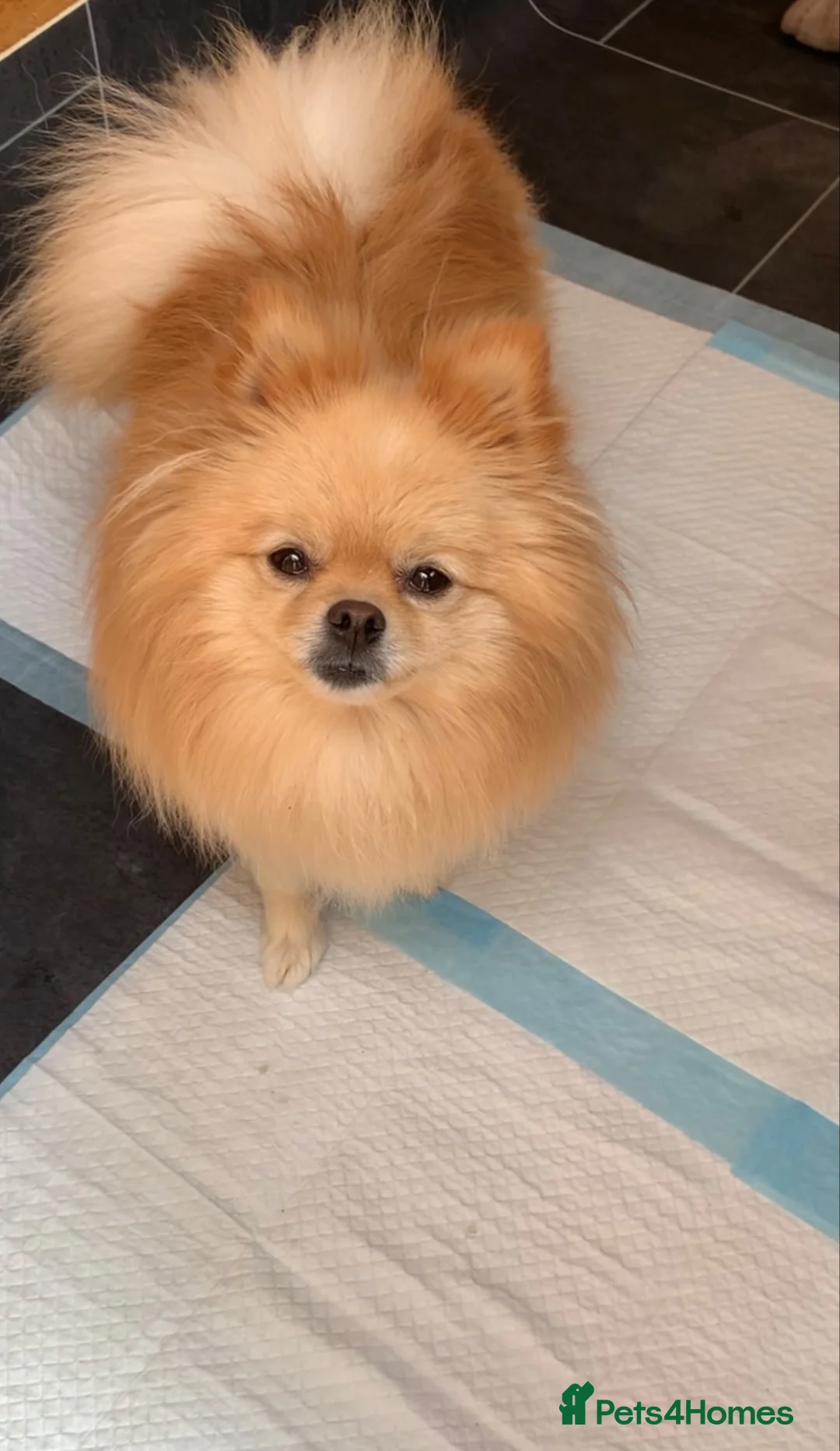 Pomeranian dogs for sale: Female pomeranian - Advert 3