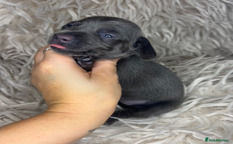 Miniature Dachshund dogs - Advert 3