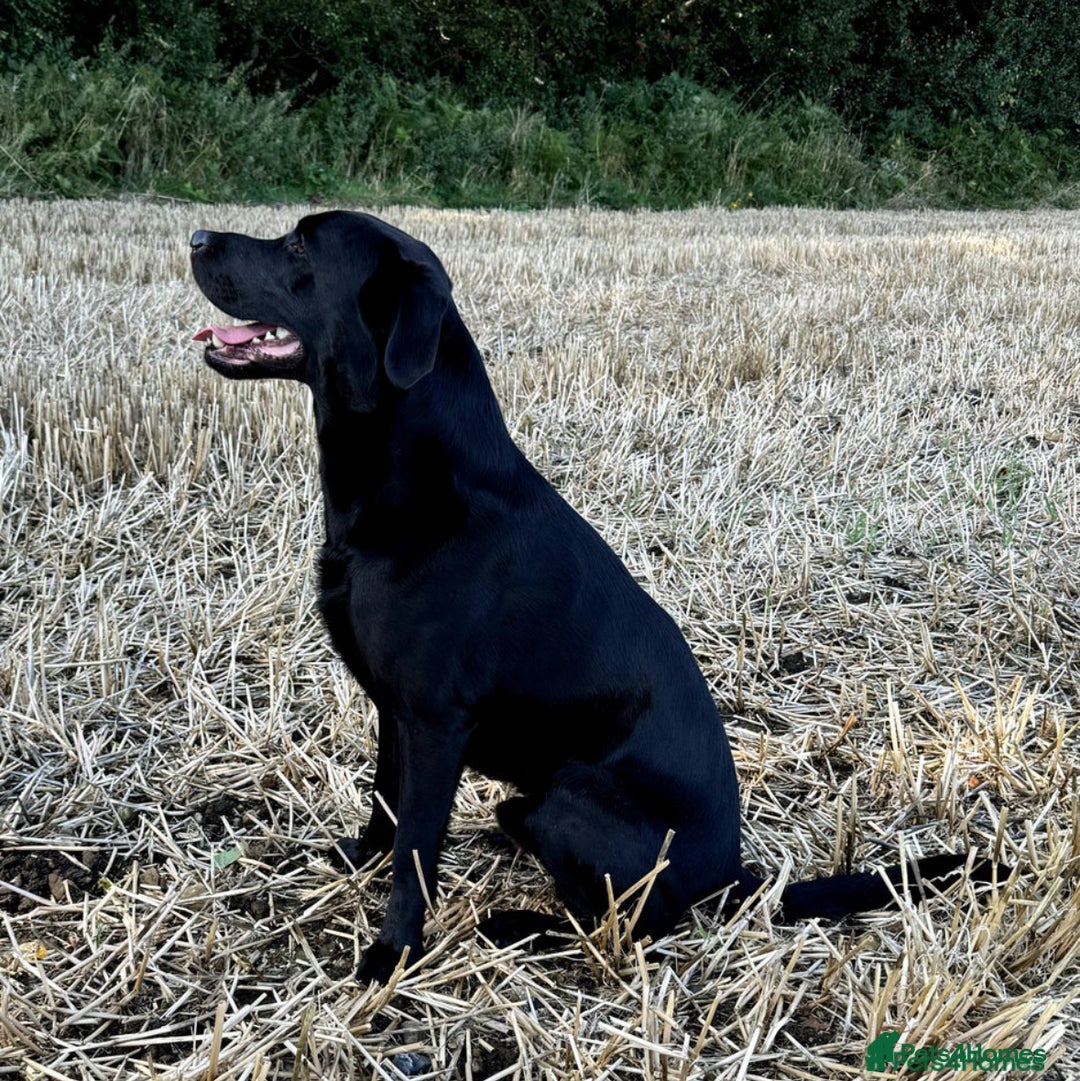 Mixed Breed dogs for sale: 1/4 Dalmatian x 3/4 Labrador  - Advert 4