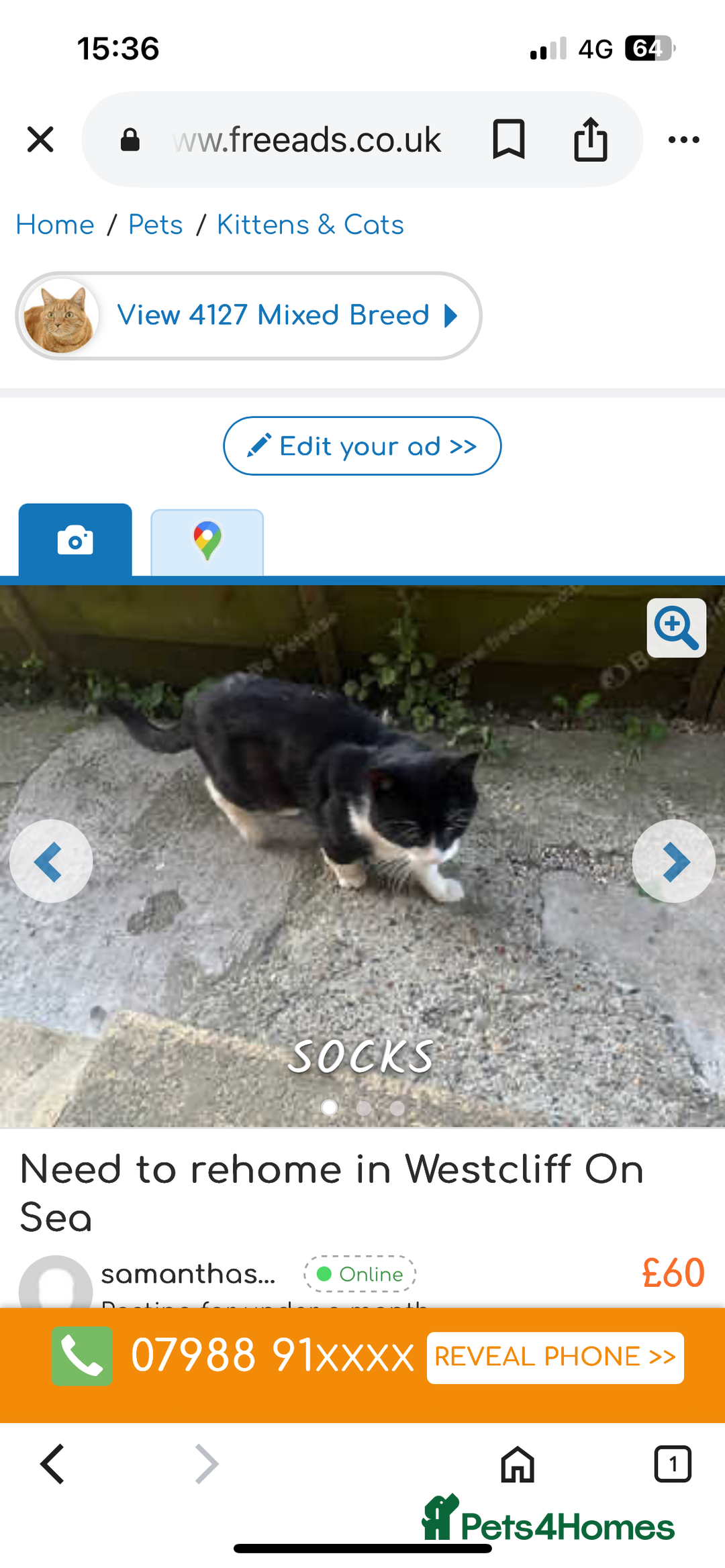 British Longhair cats for sale: Need new one  - Image 2
