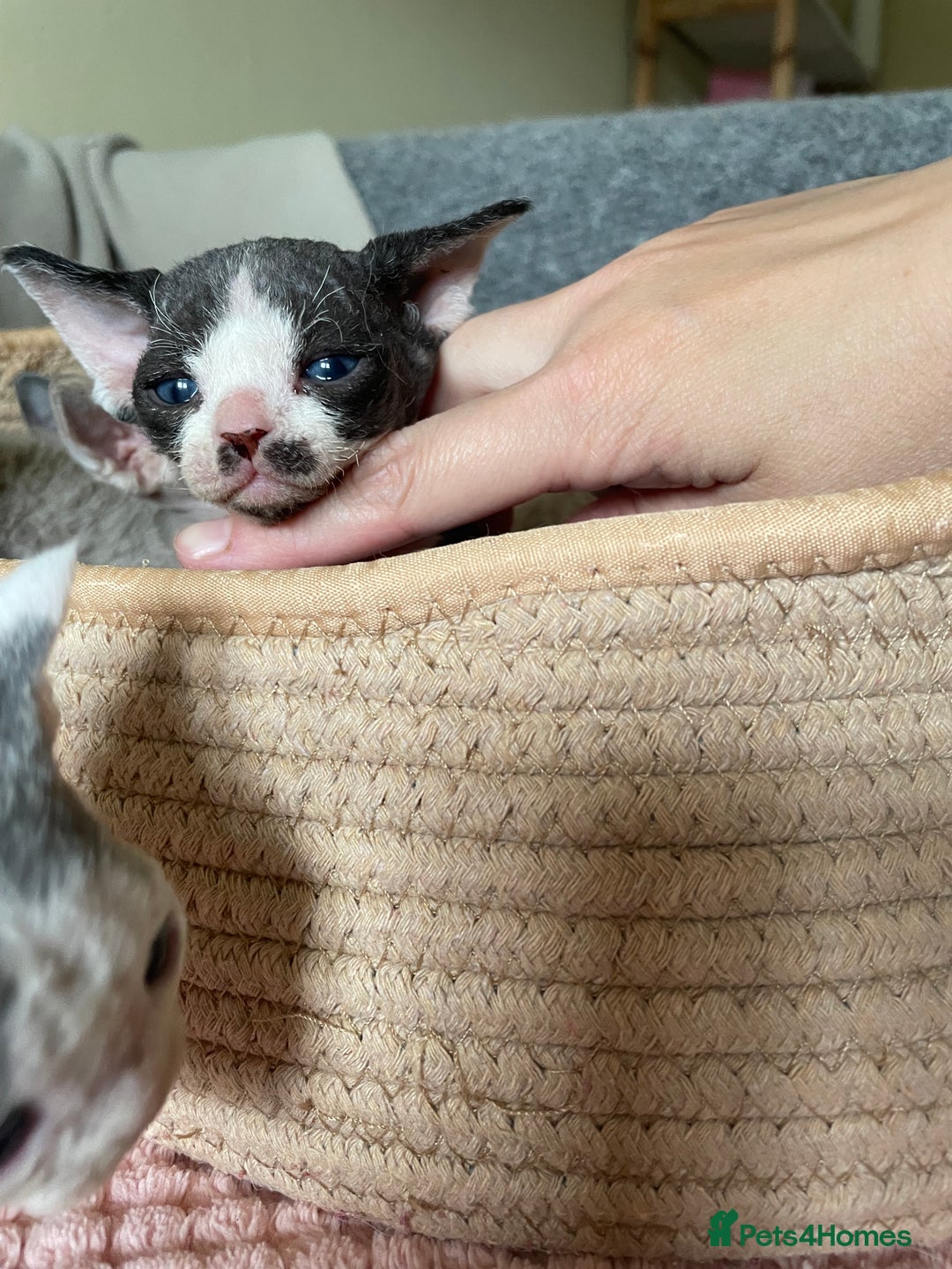 Devon Rex cats for sale: Adorable pure Devon Rex kittens  - Image 11