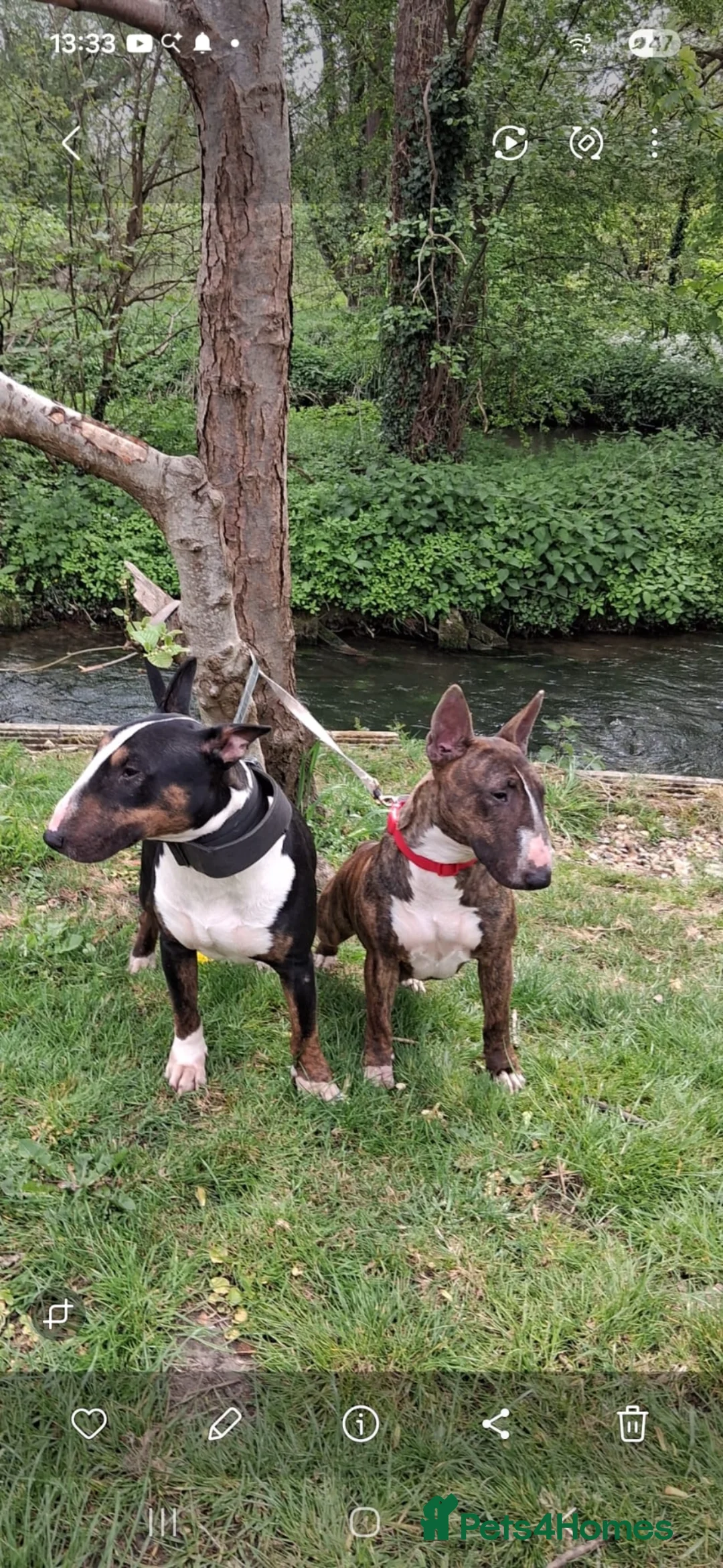 English Bull Terrier dogs for sale: KC English bullterriers puppys x5 - Advert 3