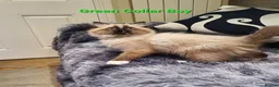 Ragdoll cats for sale: Stunning GCCF Registered Ragdoll Kittens. - Advert 25