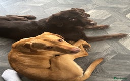 Mixed Breed dogs for sale: 18 month old vizsla/labrador - Advert 4