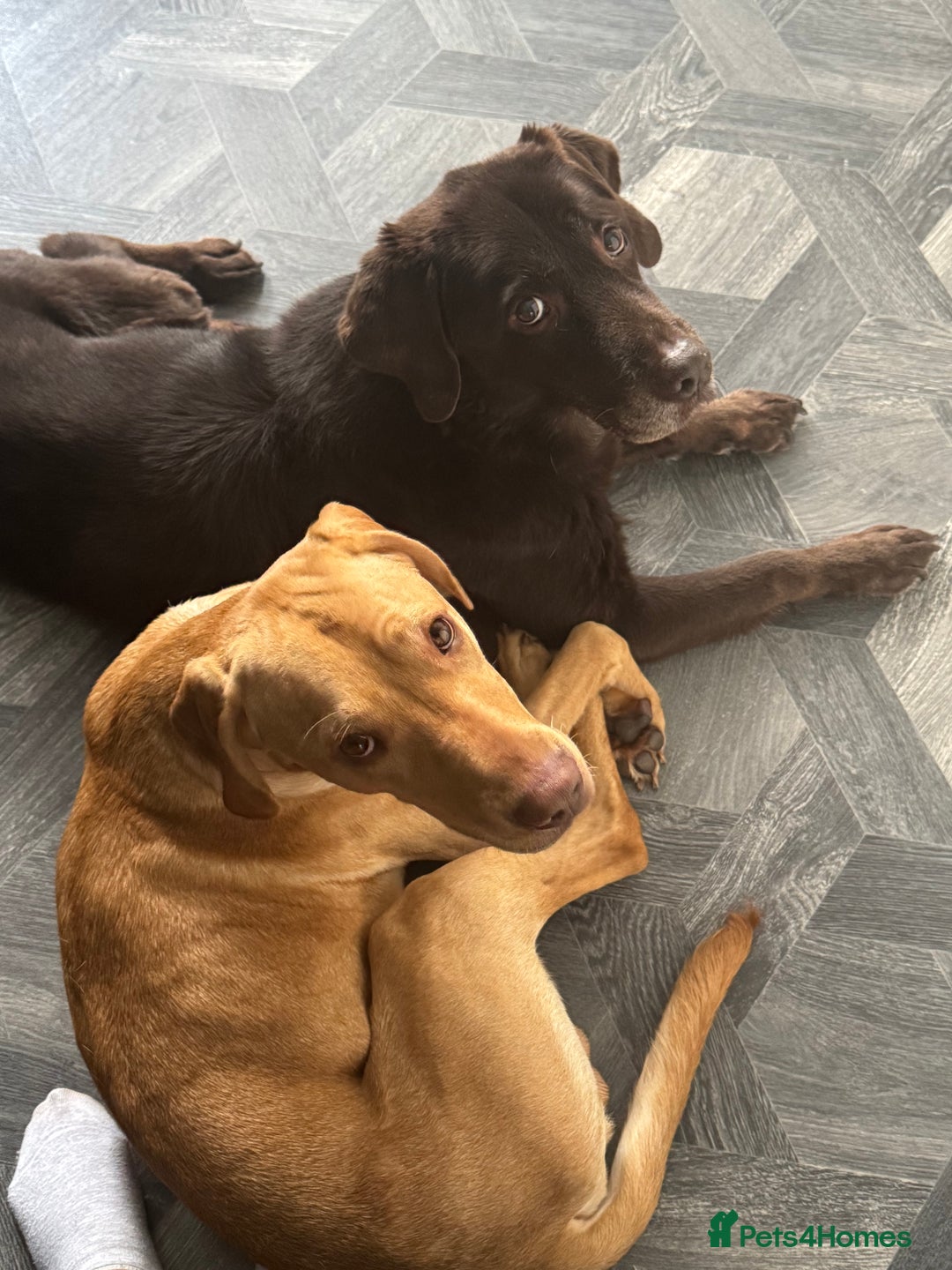 Mixed Breed dogs for sale: 18 month old vizsla/labrador - Advert 4