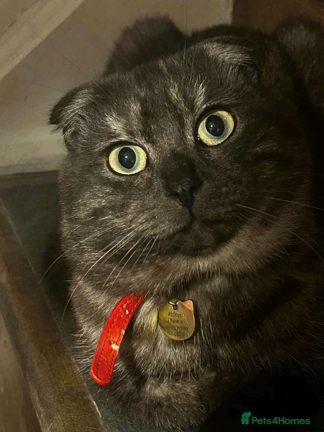 Scottish Fold cats for sale: 2 year old Scottish fold male to go to good home  - Advert 2