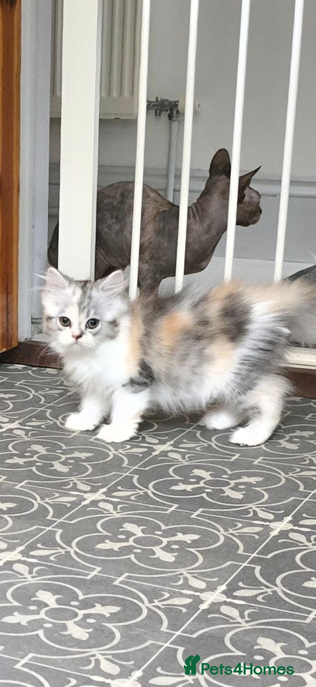Persian cats for sale: 😸 Big persian kittens 😸  - Advert 2