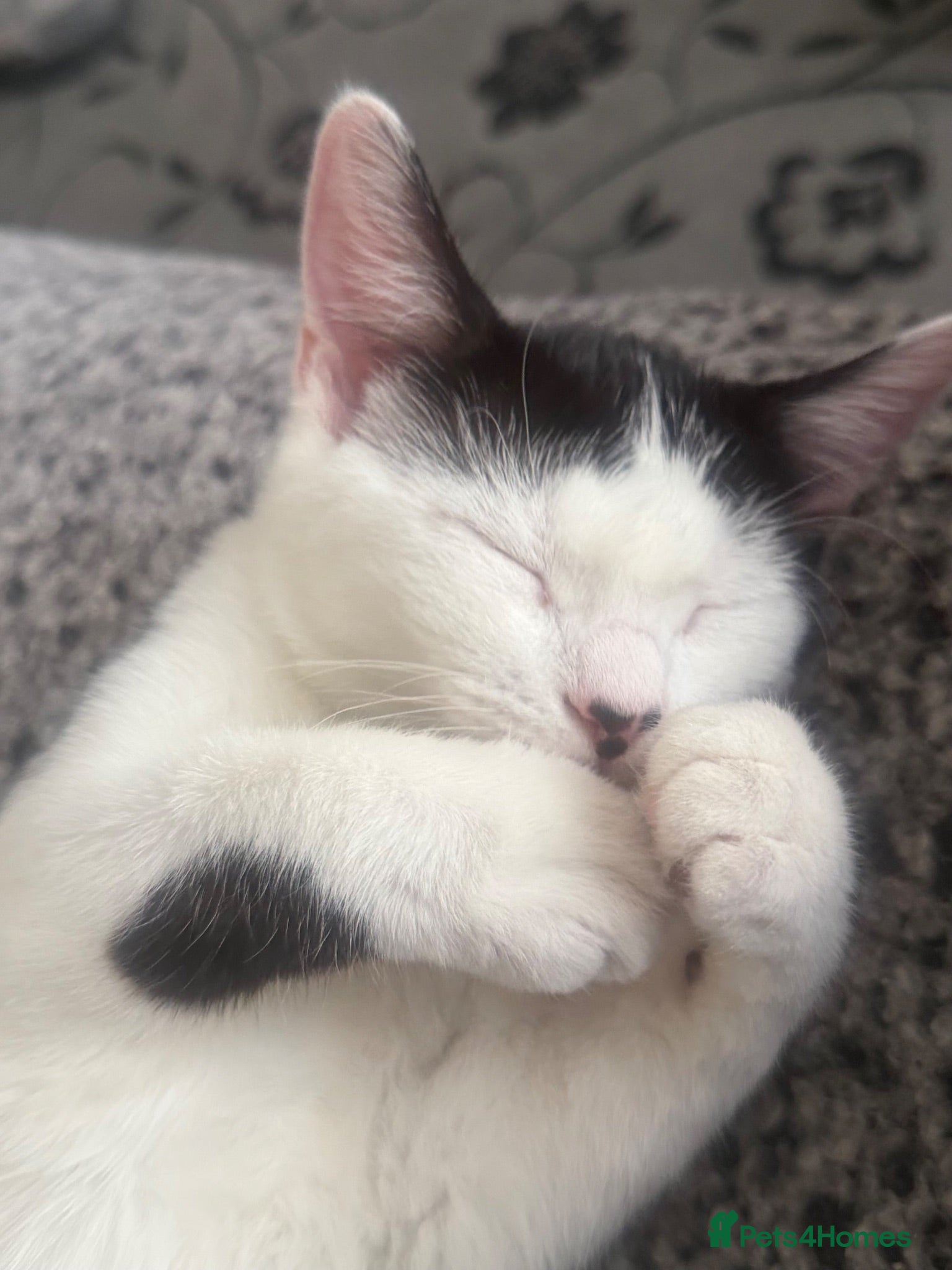 Mixed Breed cats Adorable Mix breed For sale  - Advert 1