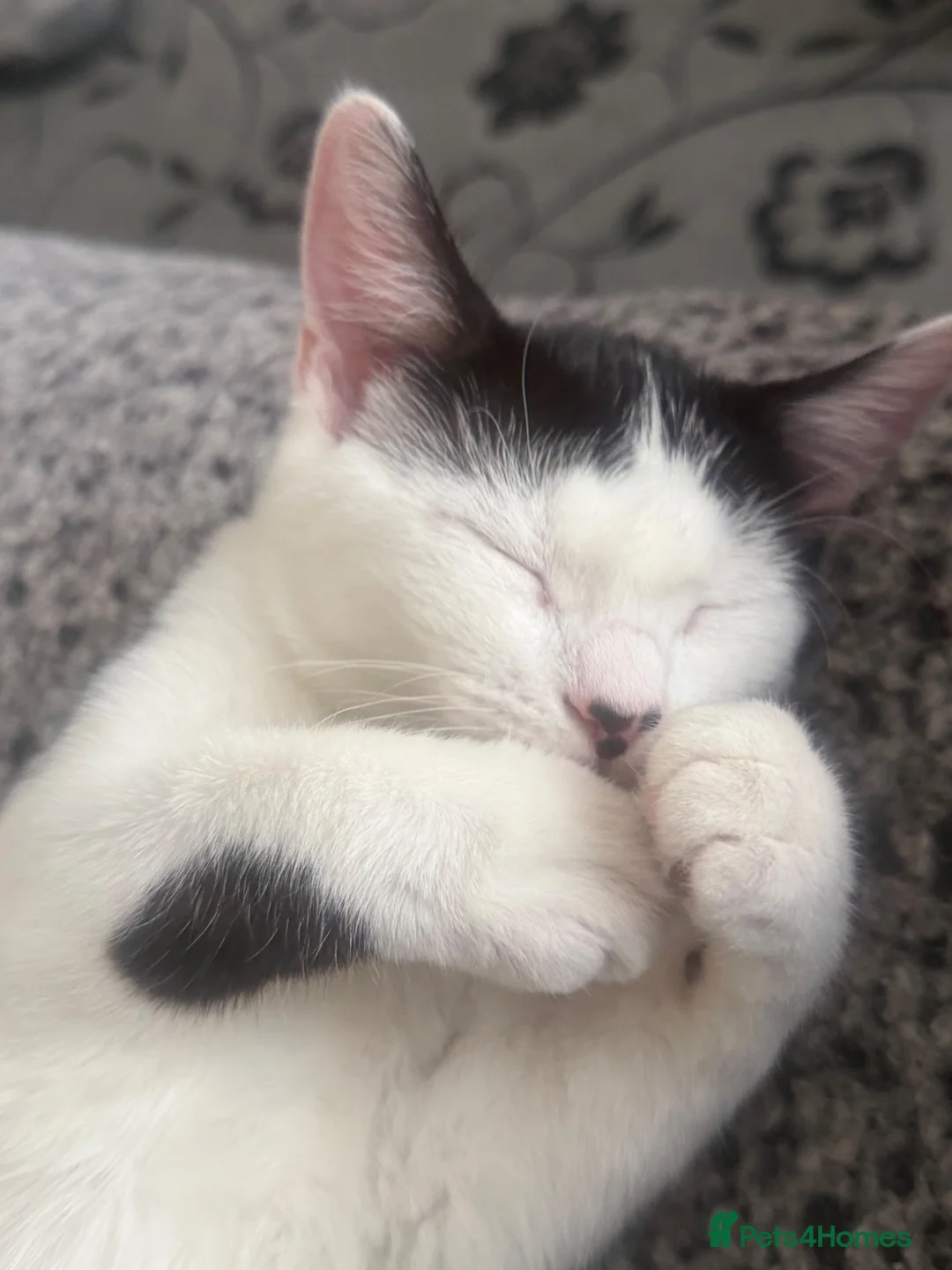 Mixed Breed cats for sale: Adorable Mix breed For sale  - Advert 1