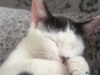 Mixed Breed cats Adorable Mix breed Urgent ‼️ - Advert 1