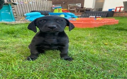 Labrador Retriever dogs for sale: 3 black labrador puppies  - Image 8