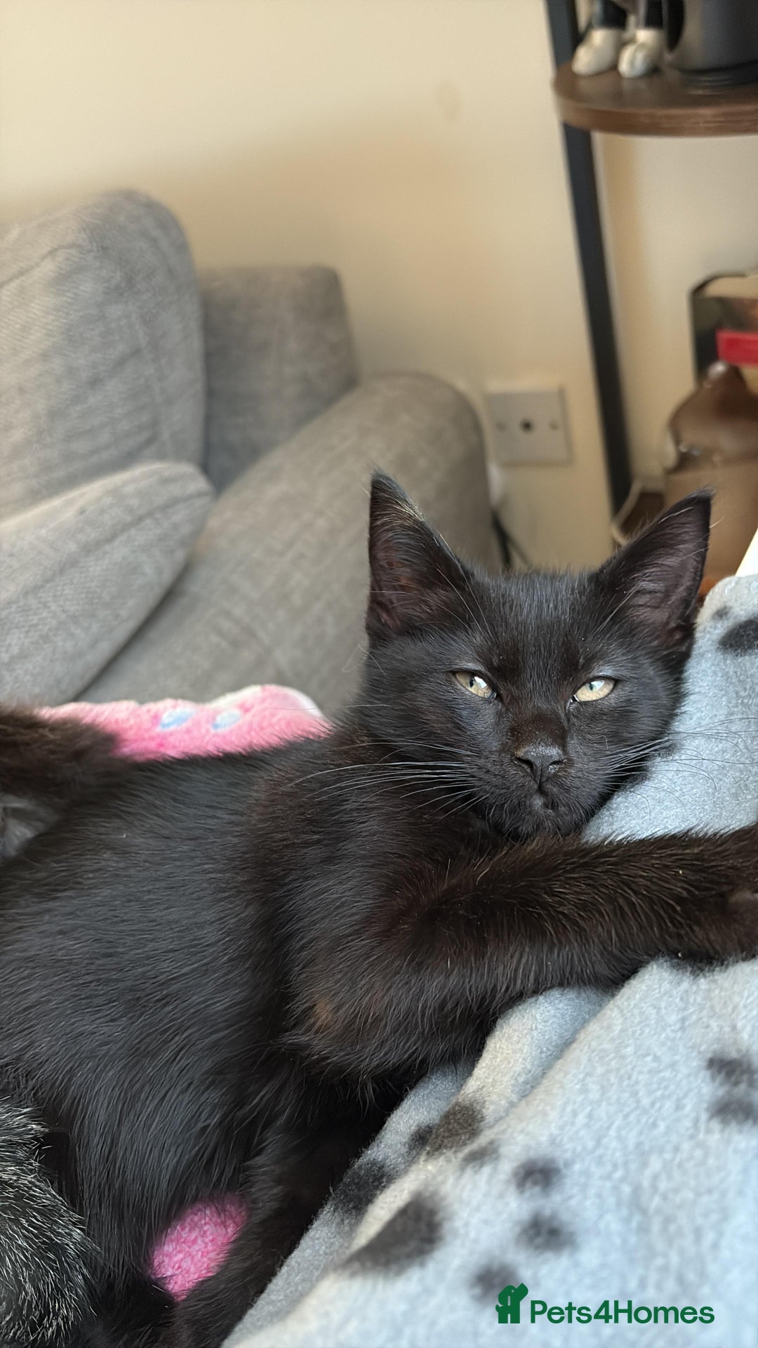 Mixed Breed cats for sale: Tommy (Thomas Shelby 😂) - Advert 3