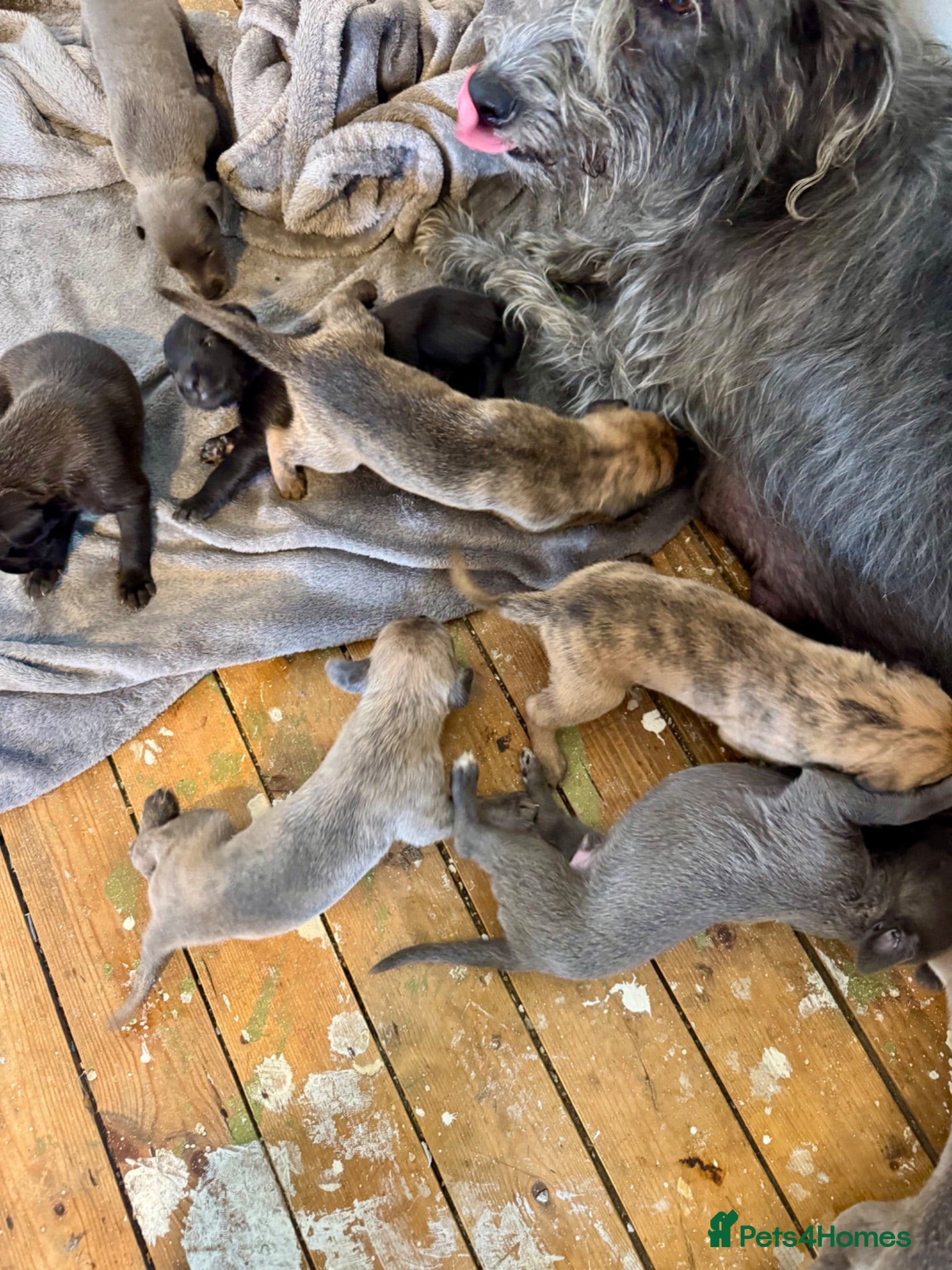 Mixed Breed dogs Bedlington Whippet - Advert 10