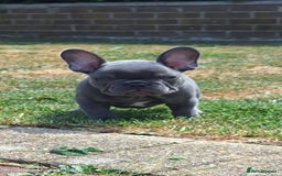 French Bulldog dogs for sale: Male french bulldog - Image 3