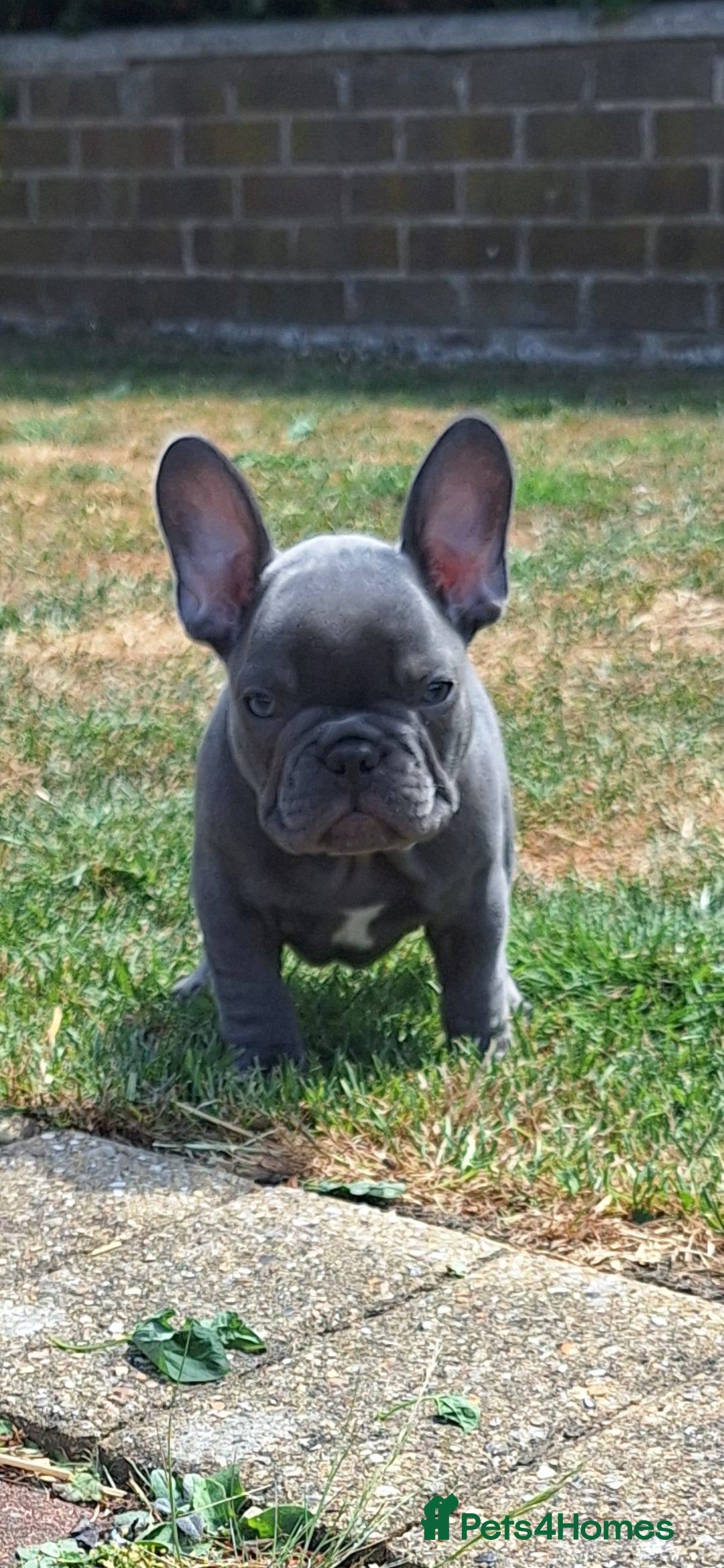 French Bulldog dogs for sale: Male french bulldog - Image 3