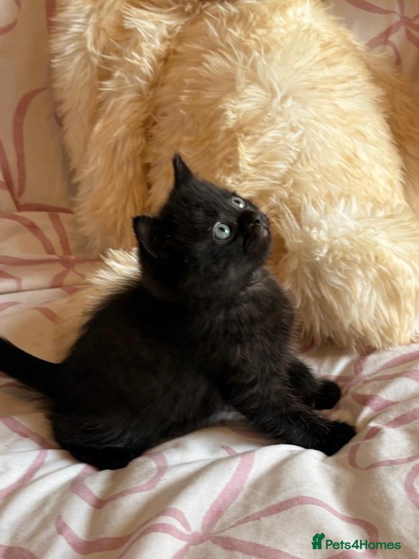 British Shorthair cats British shorthair kittens for sale  - Advert 6