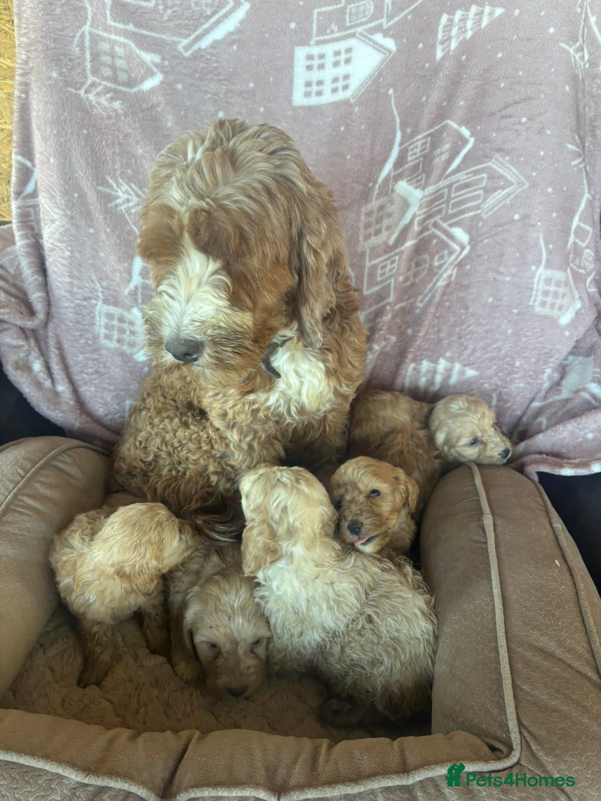 Cockapoo dogs Cockapoo puppies - Advert 1