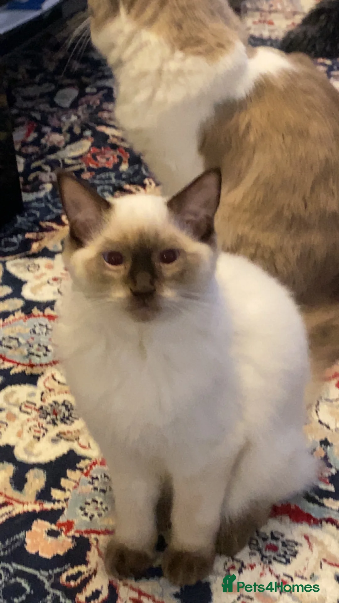 Ragdoll cats for sale: Stunning Male Ragdoll Cat Seeking New Home - Advert 5