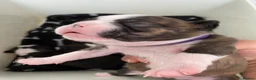 Boston Terrier dogs for sale: Five gorgeous puppies, looking for a forever home - Advert 8