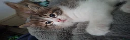 Mixed Breed cats for sale: Female kitten - Advert 5