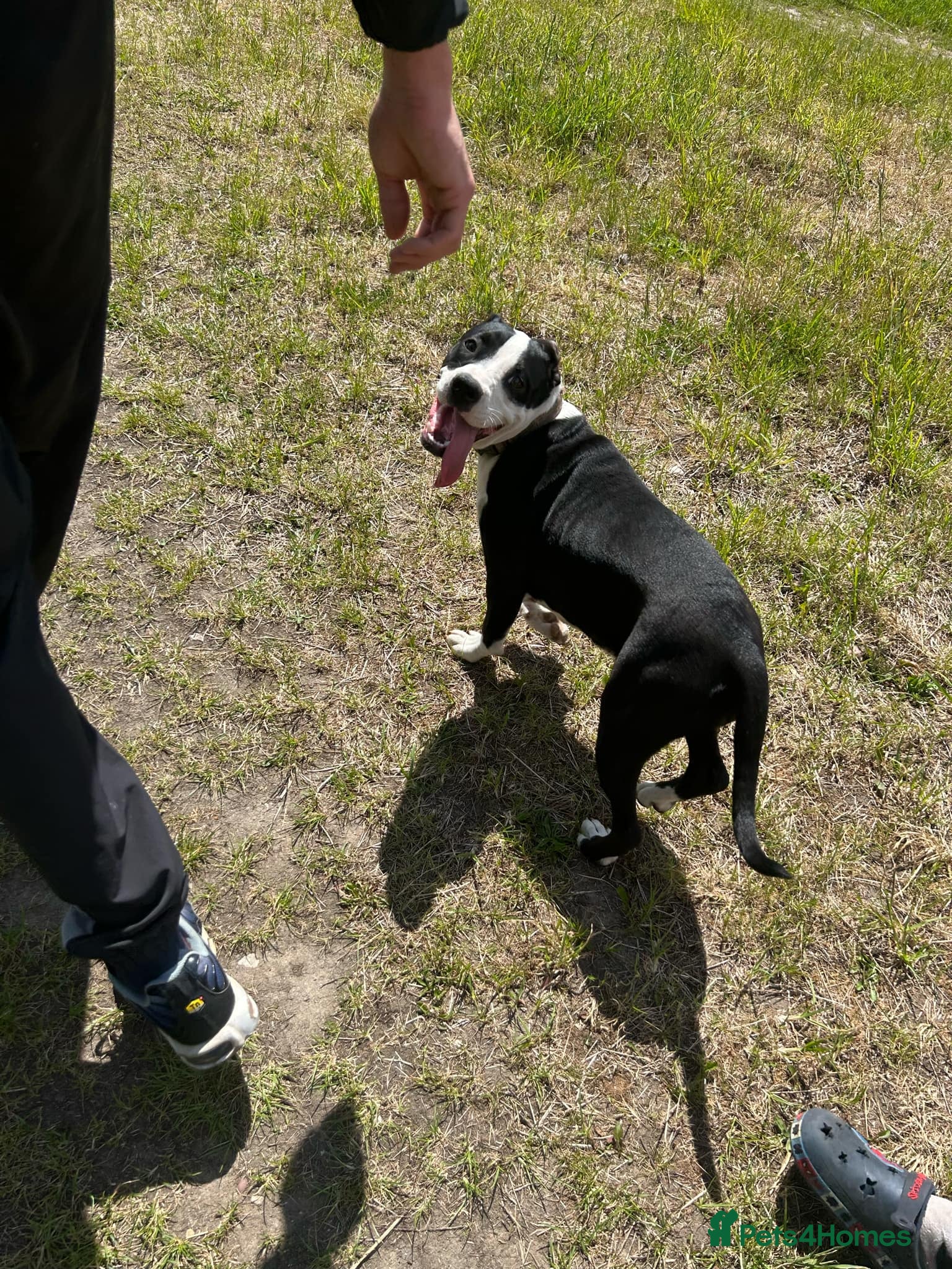 Mixed Breed dogs Bulldog cross  - Advert 21