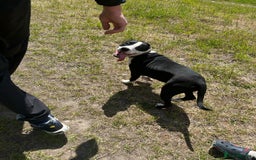 Mixed Breed dogs for sale: Bulldog cross  - Image 1