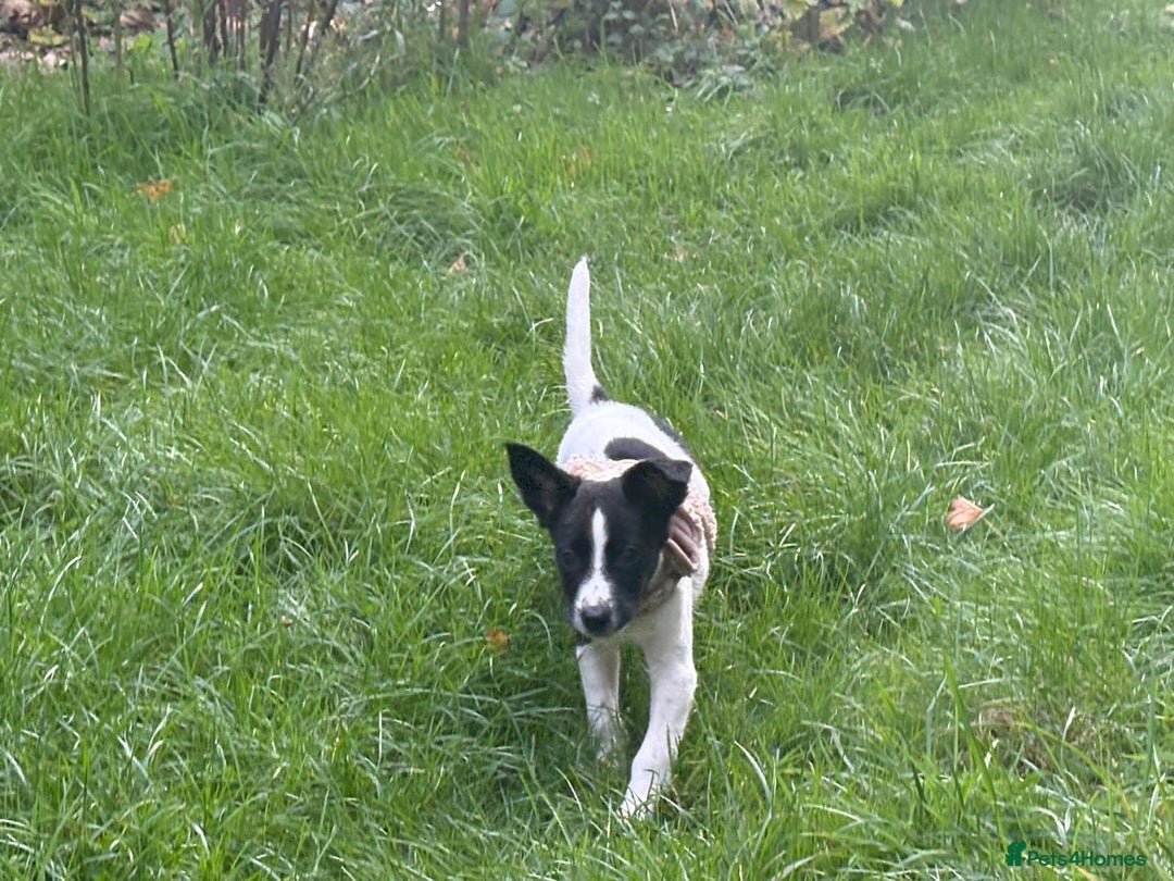 Mixed Breed dogs for sale: Puppy for sale  - Advert 2