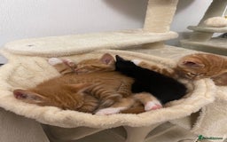 American Shorthair cats for sale: 4 male kittens for sale! - Image 24