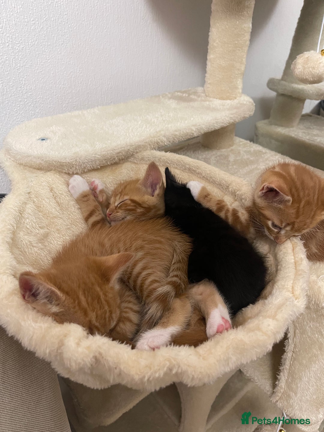 American Shorthair cats for sale: 4 male kittens for sale! - Image 24